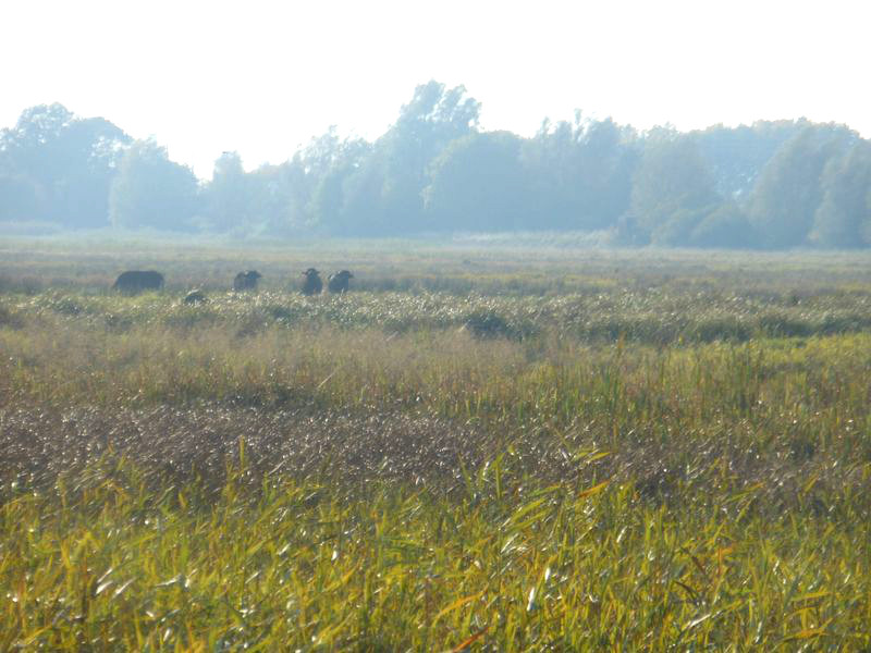 Herbst