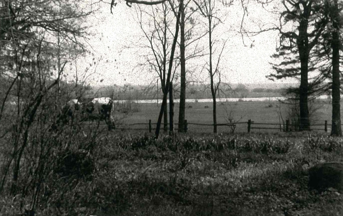 Blick vom Gutshaus zur Peene (1938)