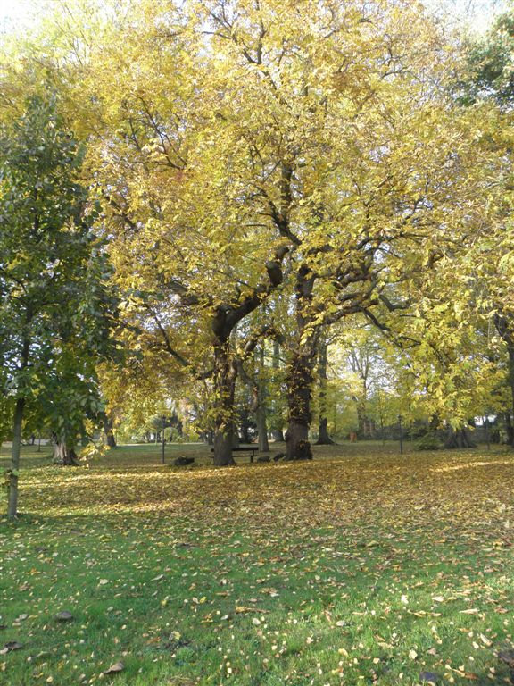 Herbst