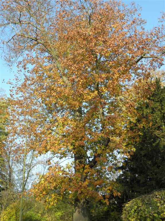 Herbst